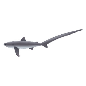 Thresher Shark